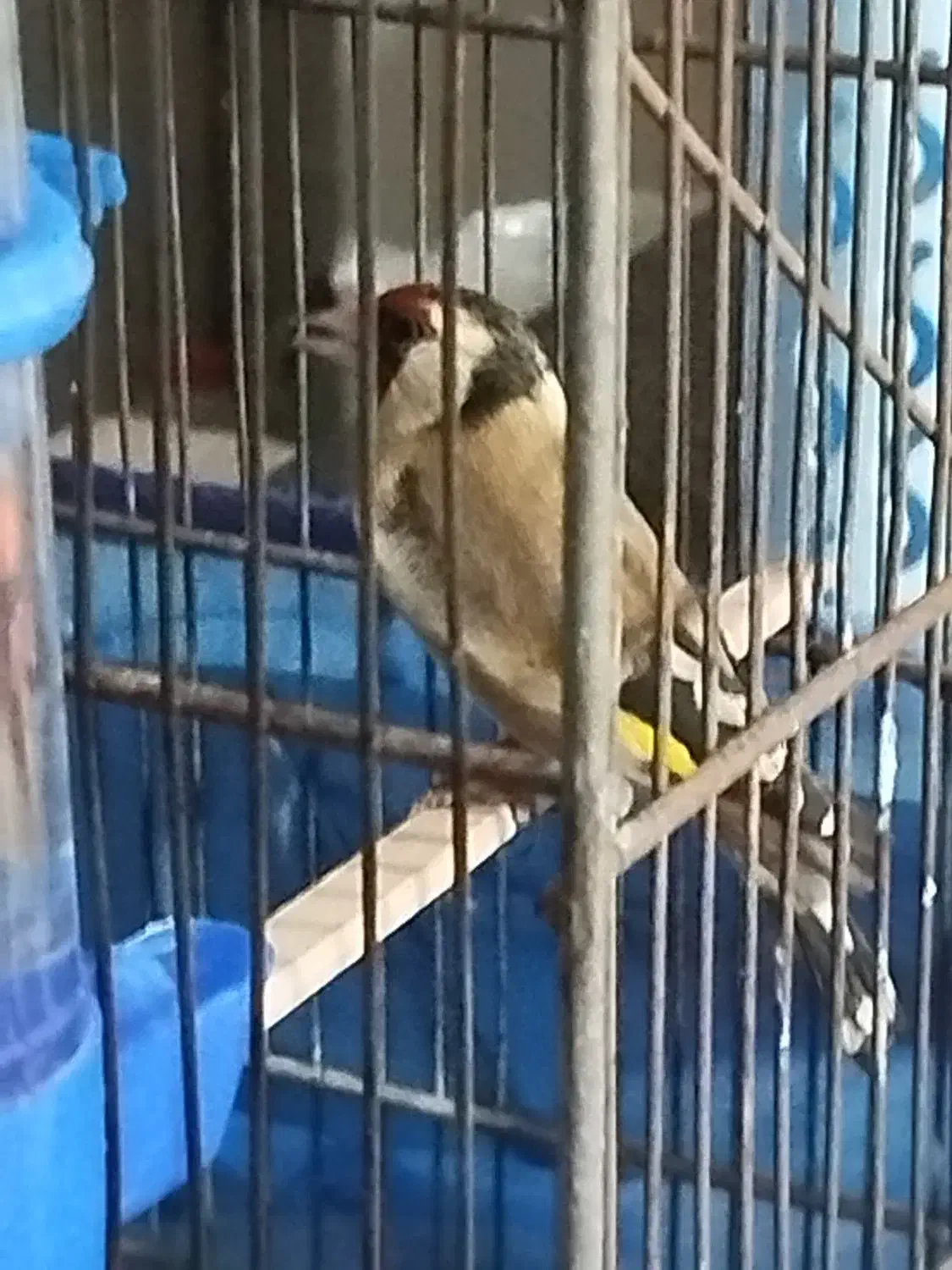 سهره ماده|پرنده|کوهدشت, |دیوار