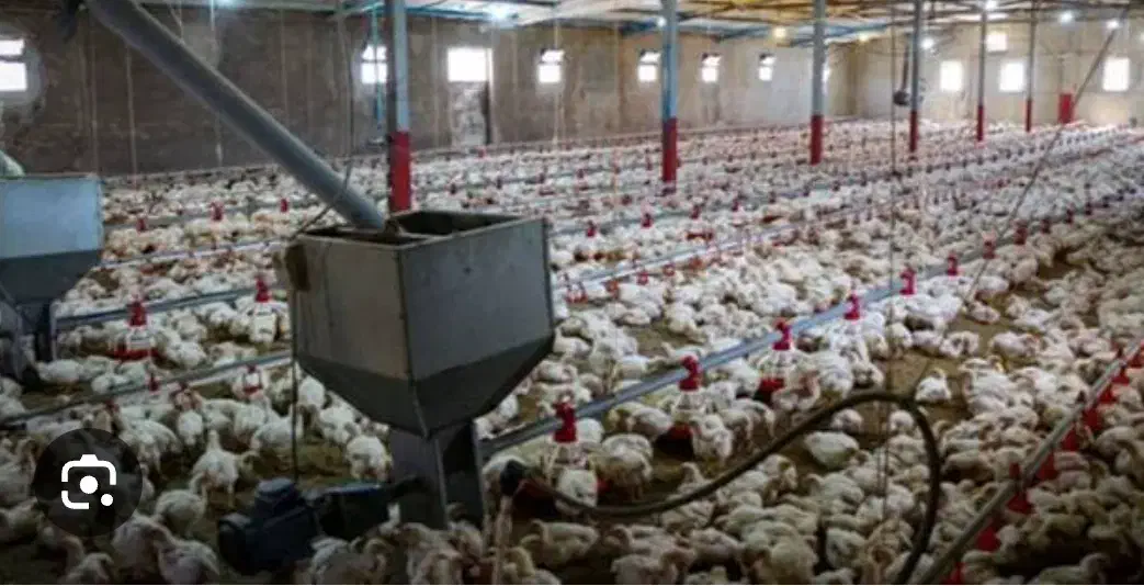 کارگر مرغداری گوشتی|استخدام صنعتی، فنی، مهندسی|گناباد, |دیوار