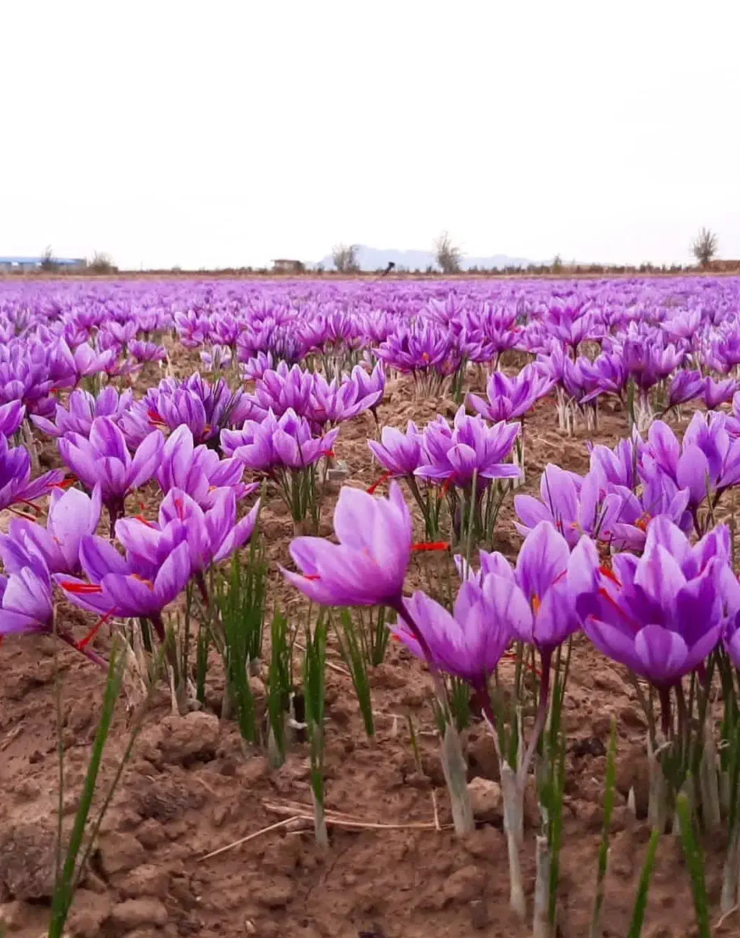 فروش پیاز زعفران جوان|خدمات باغبانی و درختکاری|آشخانه, |دیوار