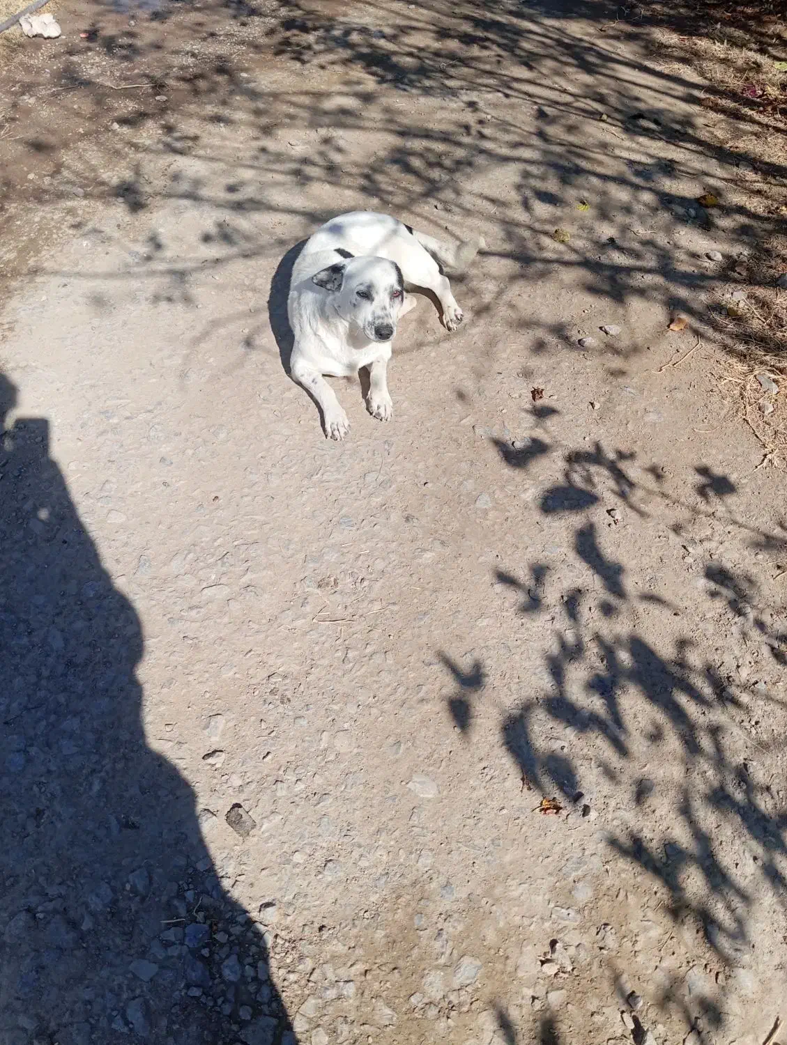 سگ پاکوتاه خوب|سگ|میاندوآب, |دیوار