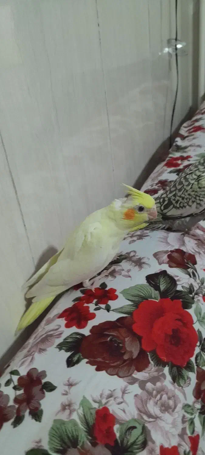 پرنده عروس هلندی|پرنده|پیشوا, |دیوار