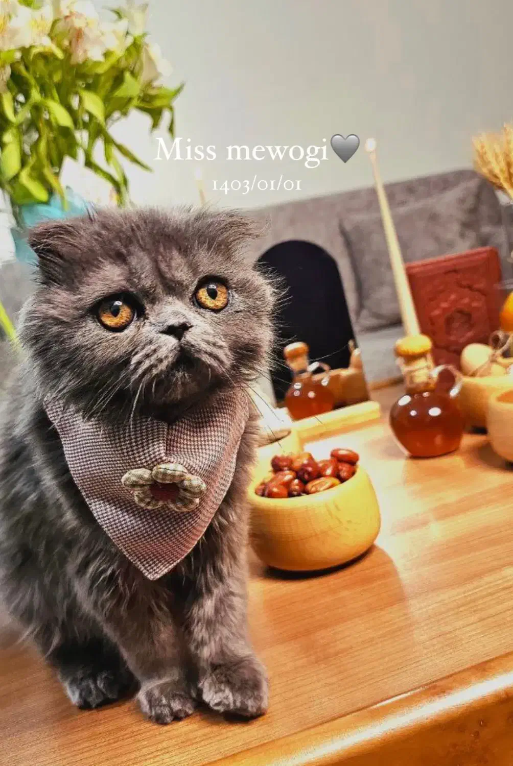 پرشین اسکاتیش اصیل (ماده،رنگ بلو،چشم نارنجی)|گربه|تهران, کیانشهر|دیوار