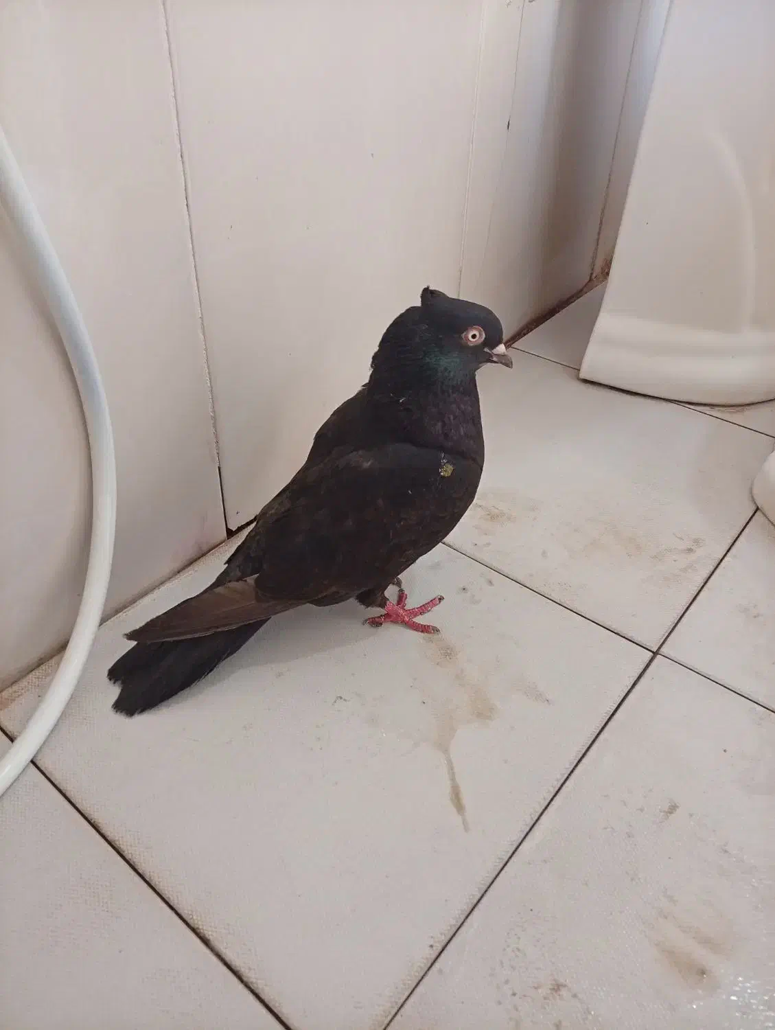 کبوتر|حیوانات|مسجد سلیمان, |دیوار