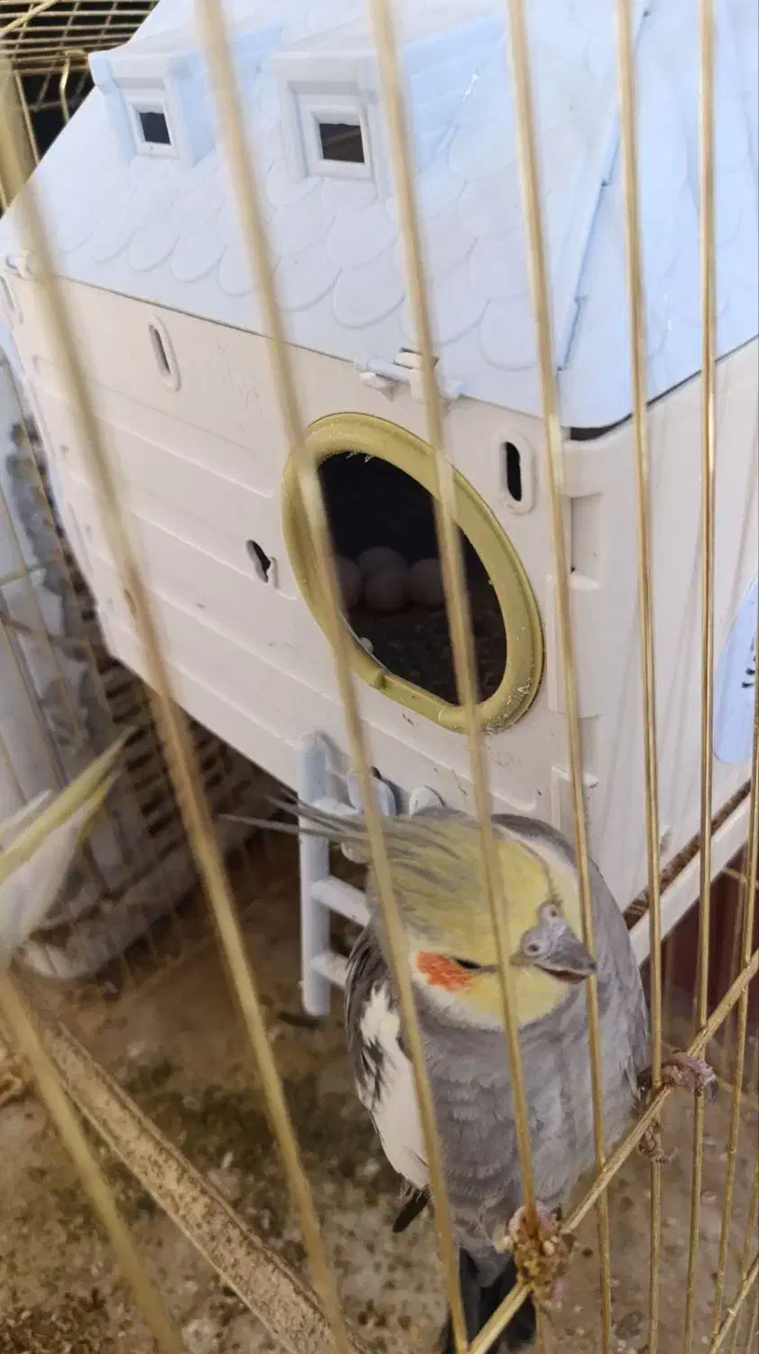 عروس هلندی جفت همراه با تخم|پرنده|کبودرآهنگ, |دیوار