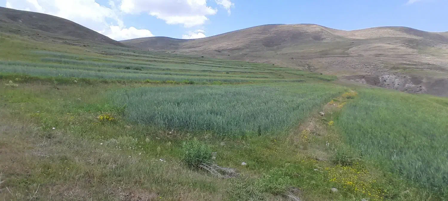 گندم دیم درجه یک یک|عمدهفروشی|خاروانا, |دیوار