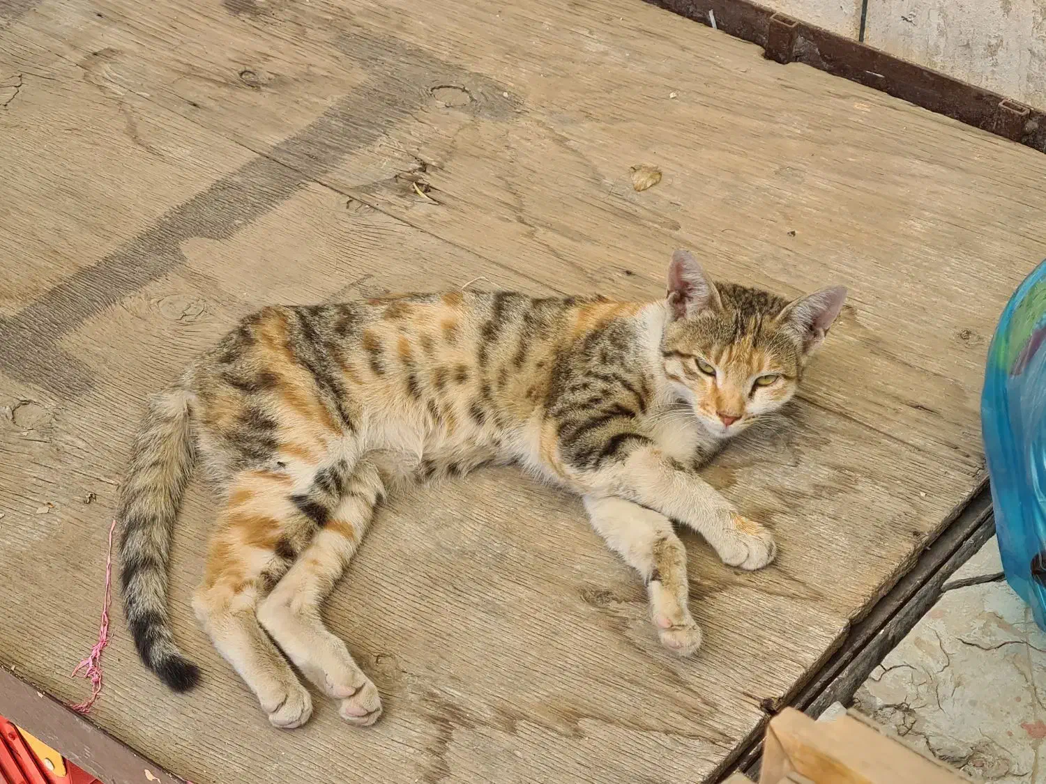 واگذاری گربه کاملا دستی و رام|گربه|قزوین, |دیوار