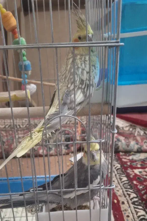 یک جفت عروس هلندی|پرنده|مرودشت, ابوذر شمالی‎|دیوار