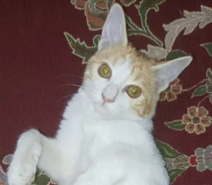 واگذاری گربه|گربه|زابل, |دیوار