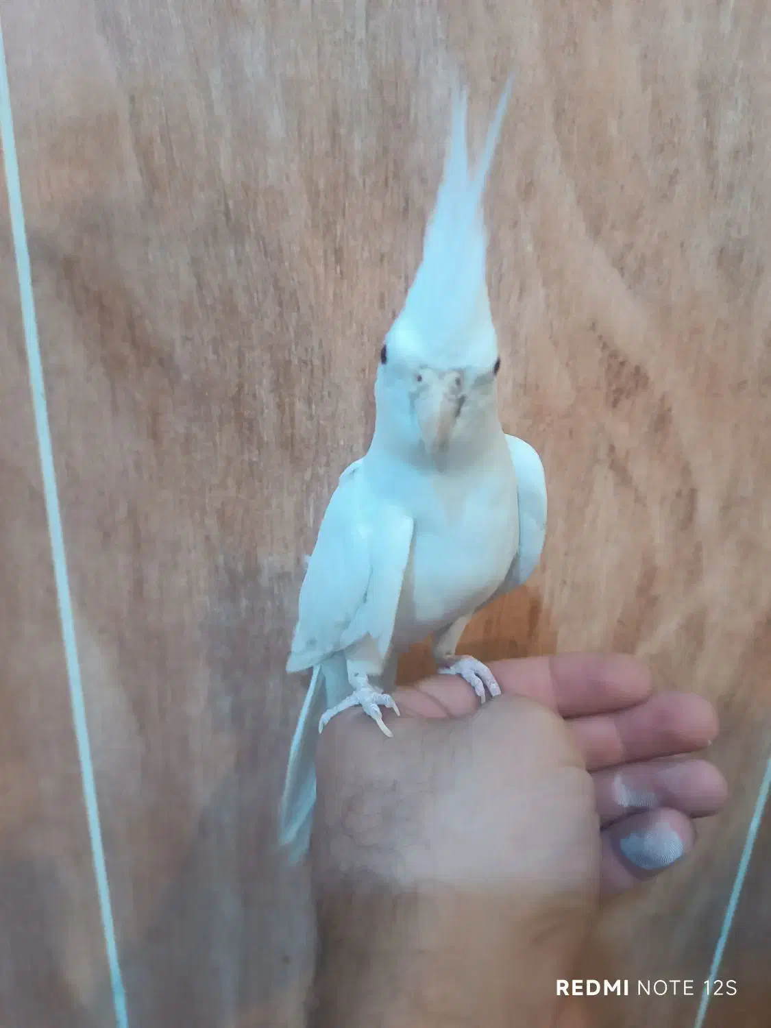 عروس هلندی نر البینو دستی|پرنده|فسا, |دیوار