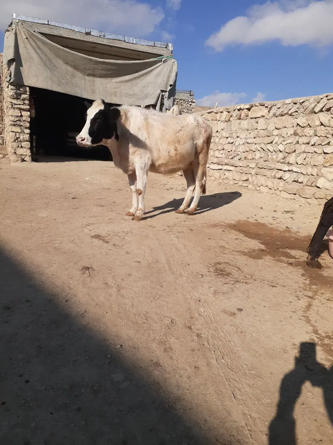 دوتا گاو دوگه شکم دوم هفت ماه ونیم آبستن|حیوانات مزرعه|کوراییم, |دیوار