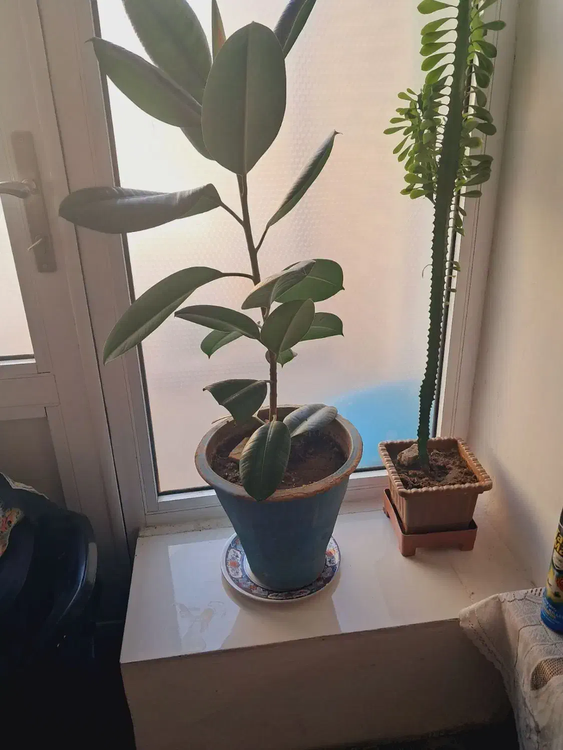 گل فیکوس|گل و گیاه طبیعی|خوی, |دیوار