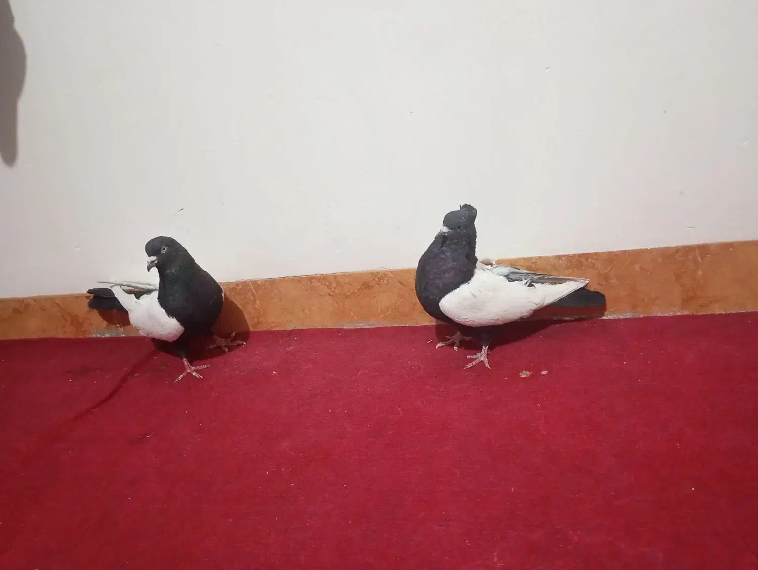 کبوتر های جفتی خوشکل و یک ماده رسمی ونر دمسیاه و..|پرنده|زرند, |دیوار