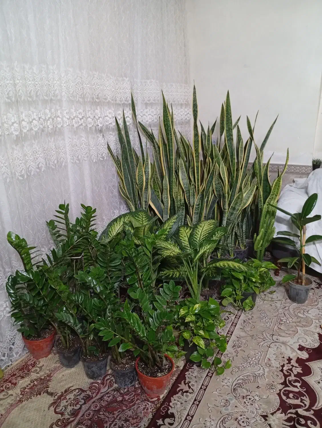 گلهای زیبا وشاداب|گل و گیاه طبیعی|مشهد, اروند|دیوار