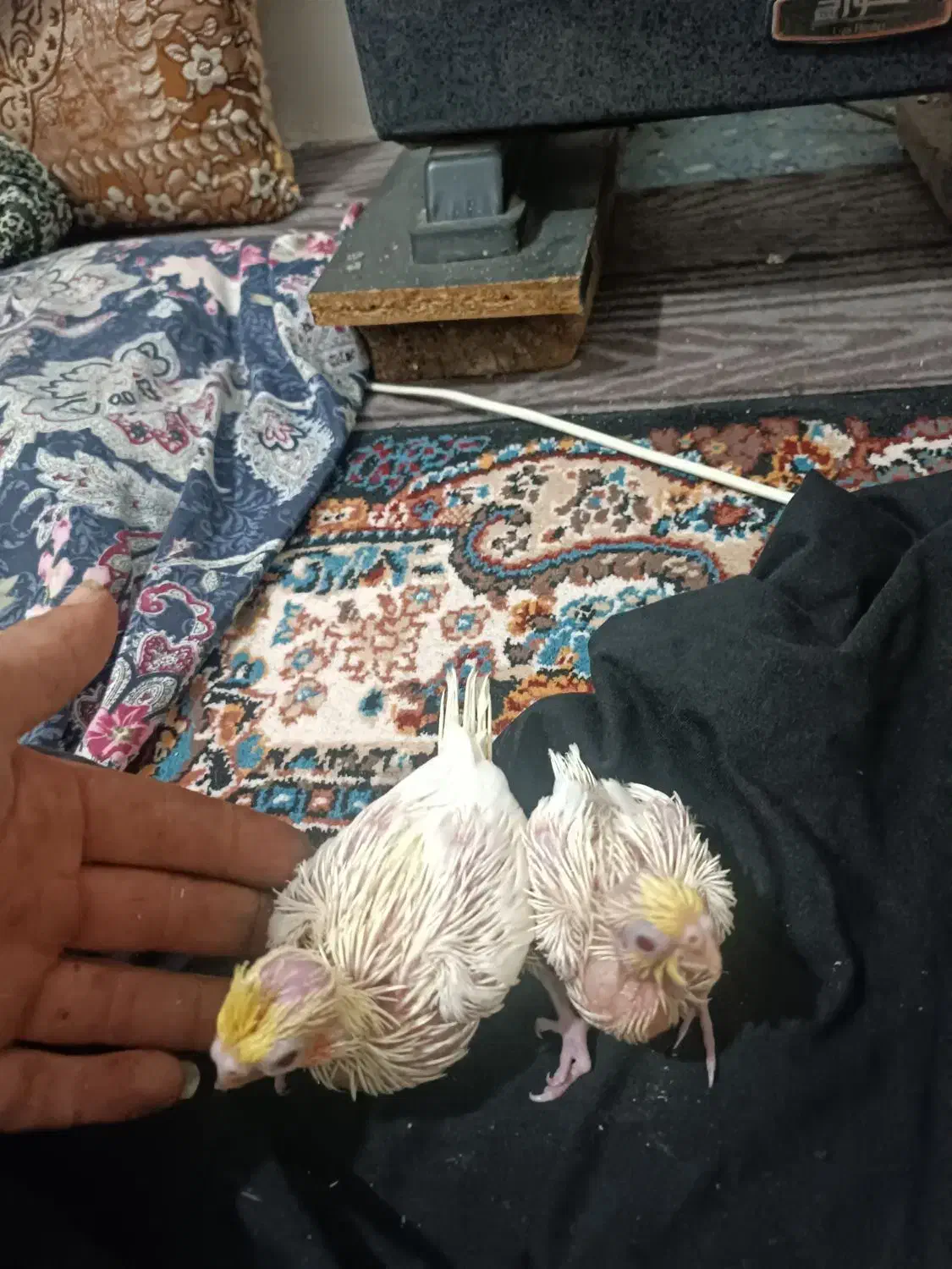 عروس هلندی سرلاکی لوتونیو|پرنده|کلاچای, |دیوار