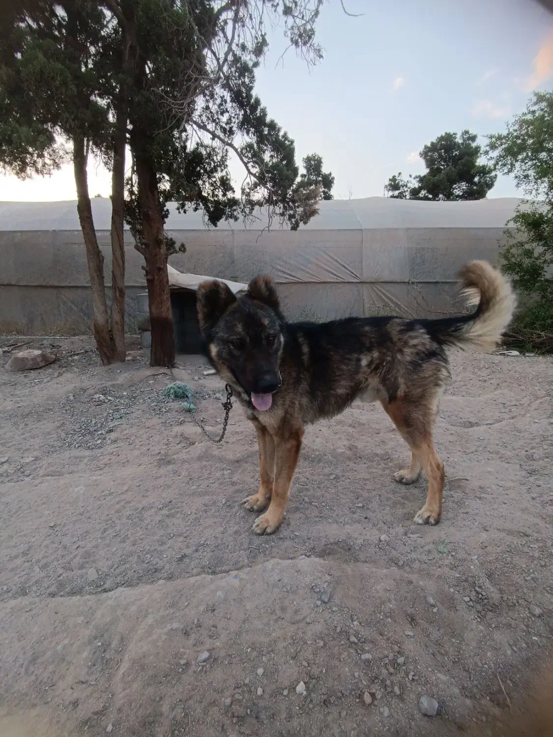 سگ سرابی|سگ|یزد, |دیوار