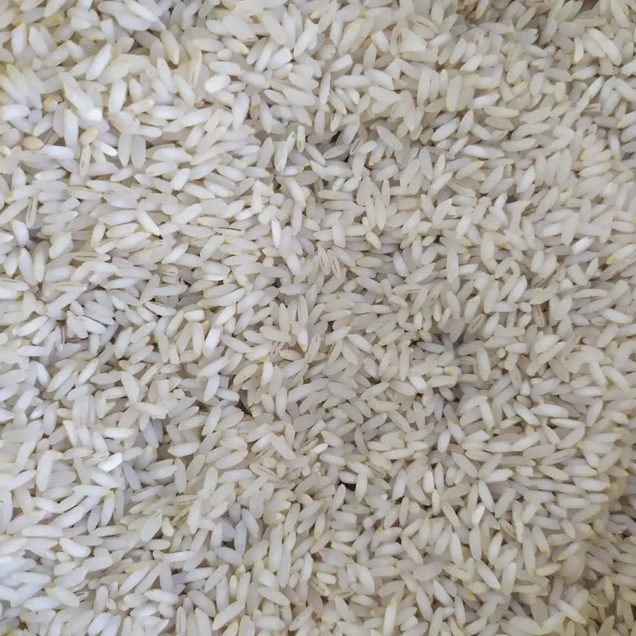 برنج عنبربو ربیع امساله|خوردنی و آشامیدنی|قم, باغ شریفی|دیوار