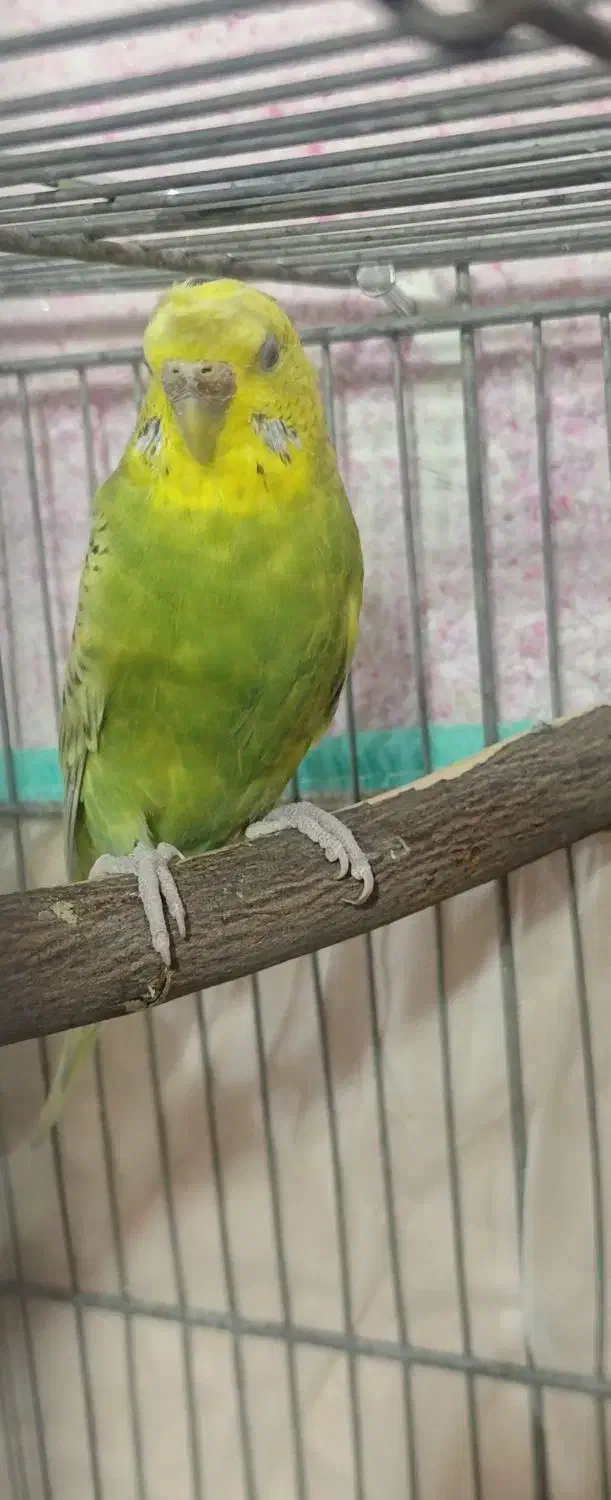 مرغ عشق اسپنگل|پرنده|فسا, |دیوار