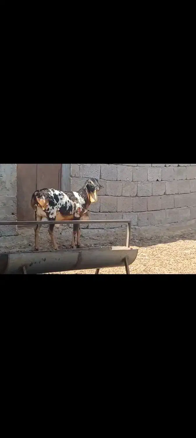 قوچ برشن|حیوانات مزرعه|فین, |دیوار