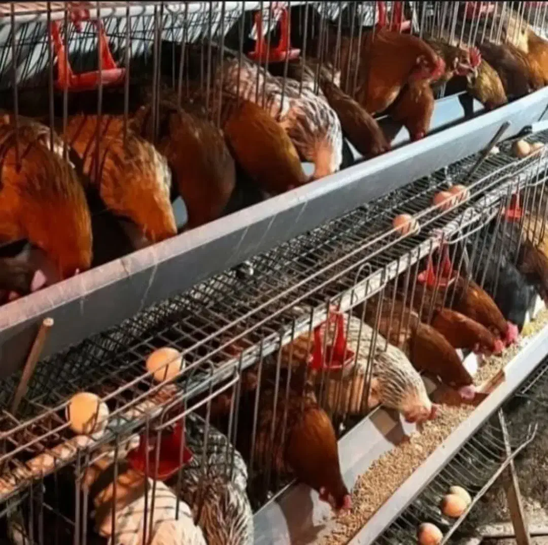 قفس مرغ ‌تخمگذار|لوازم جانبی حیوانات|قزوین, |دیوار