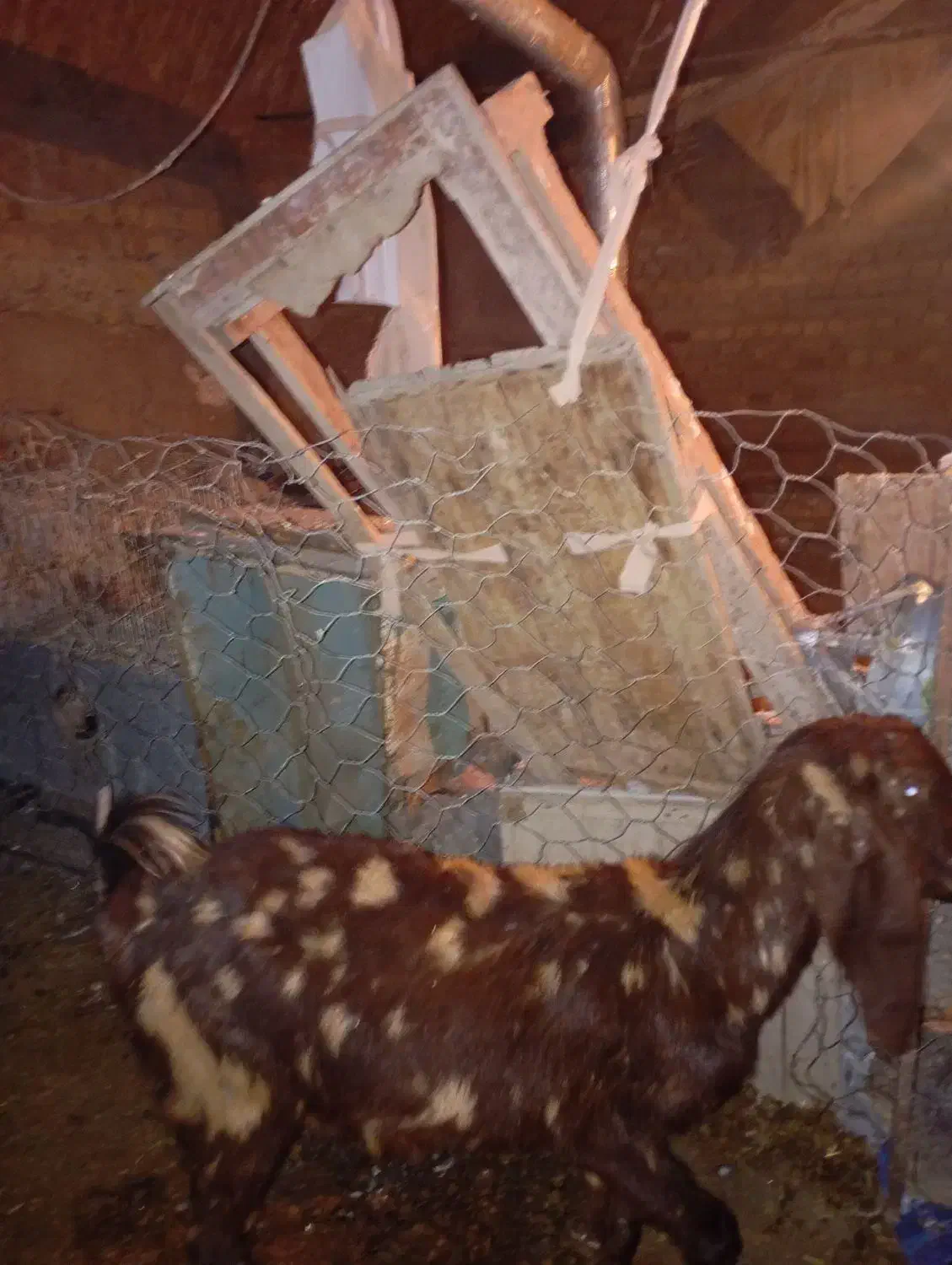 بز پاکستانی|حیوانات مزرعه|فیروزه, |دیوار