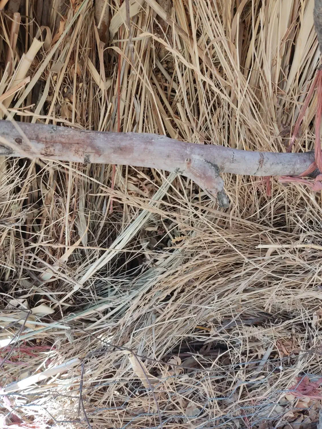 علف وگیاه|عمده‌فروشی|سیمینه, |دیوار