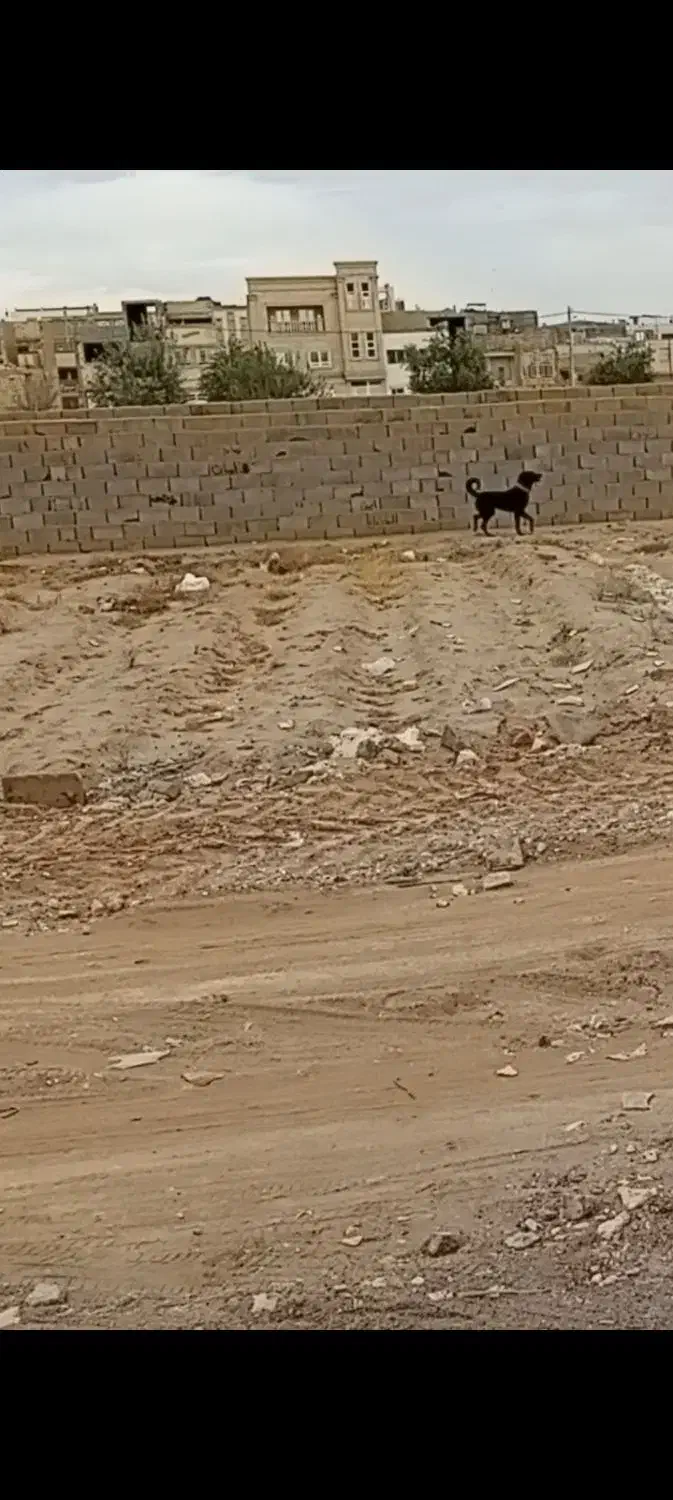 سگ نگهبان هوشیار|سگ|حمیدیا, |دیوار