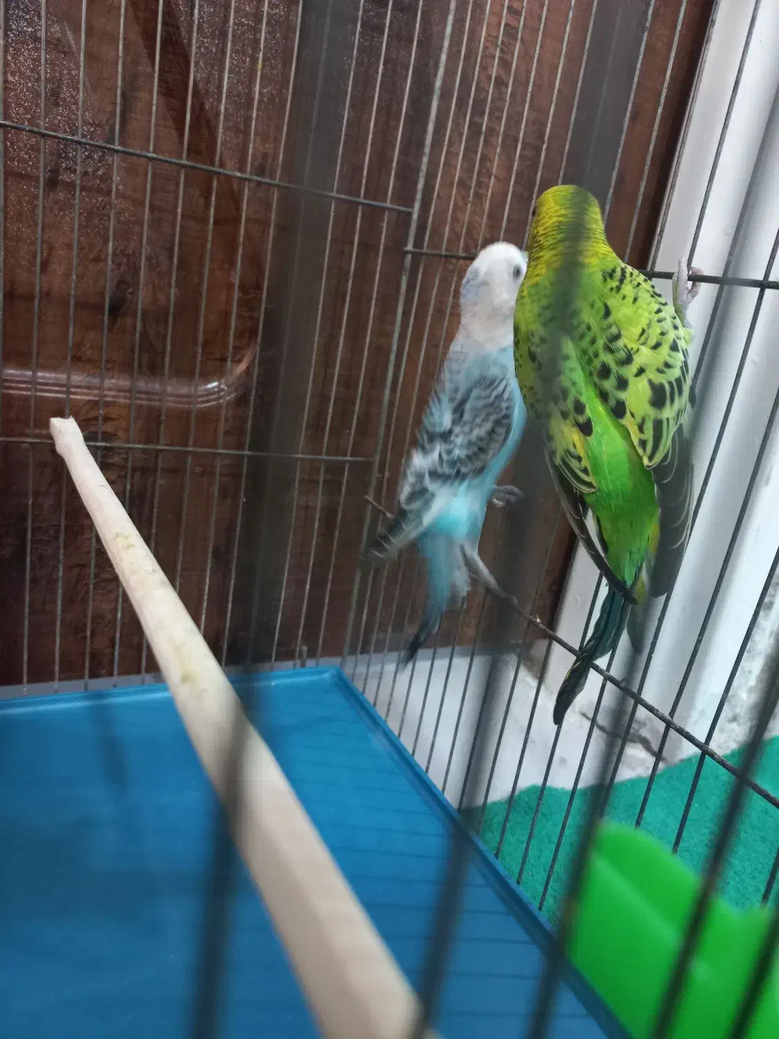 مرغ عشق|پرنده|مرودشت, فرهنگ|دیوار