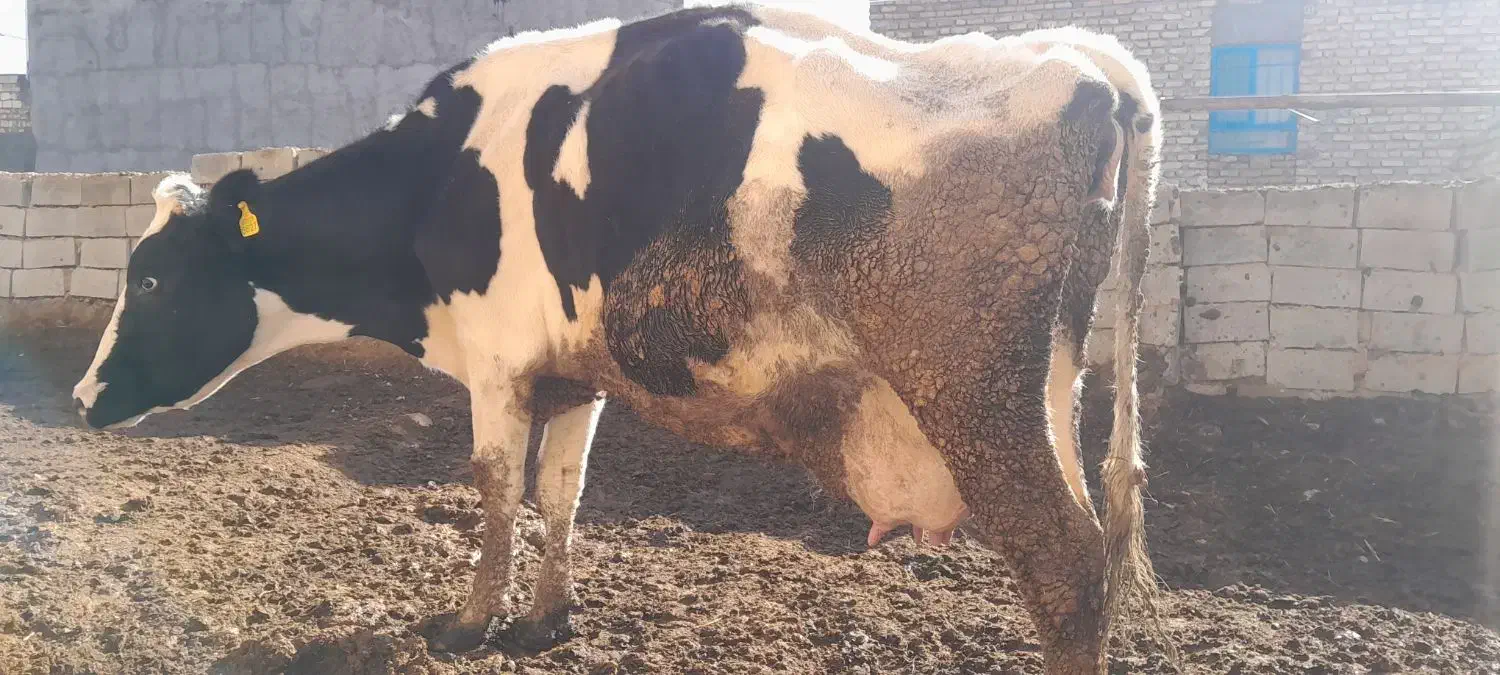 گاو شیری|حیوانات مزرعه|سده (خراسان جنوبی), |دیوار