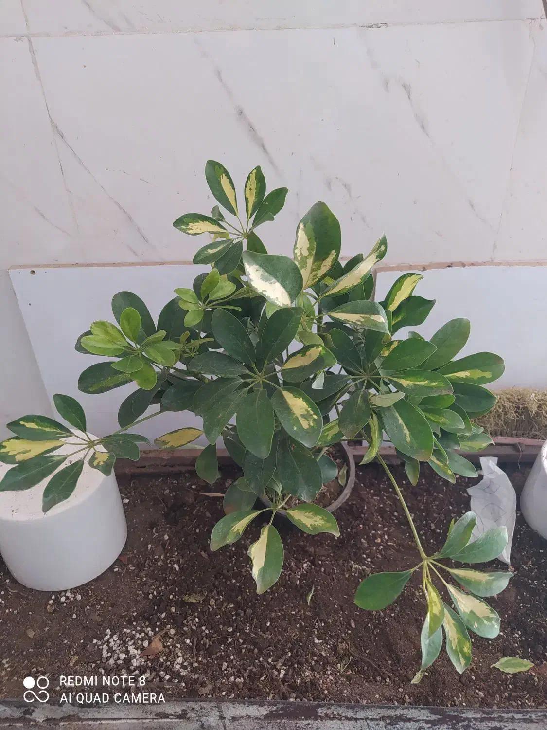 گل و گیاه شفلرا|گل و گیاه طبیعی|اهواز, سیصد دستگاه|دیوار