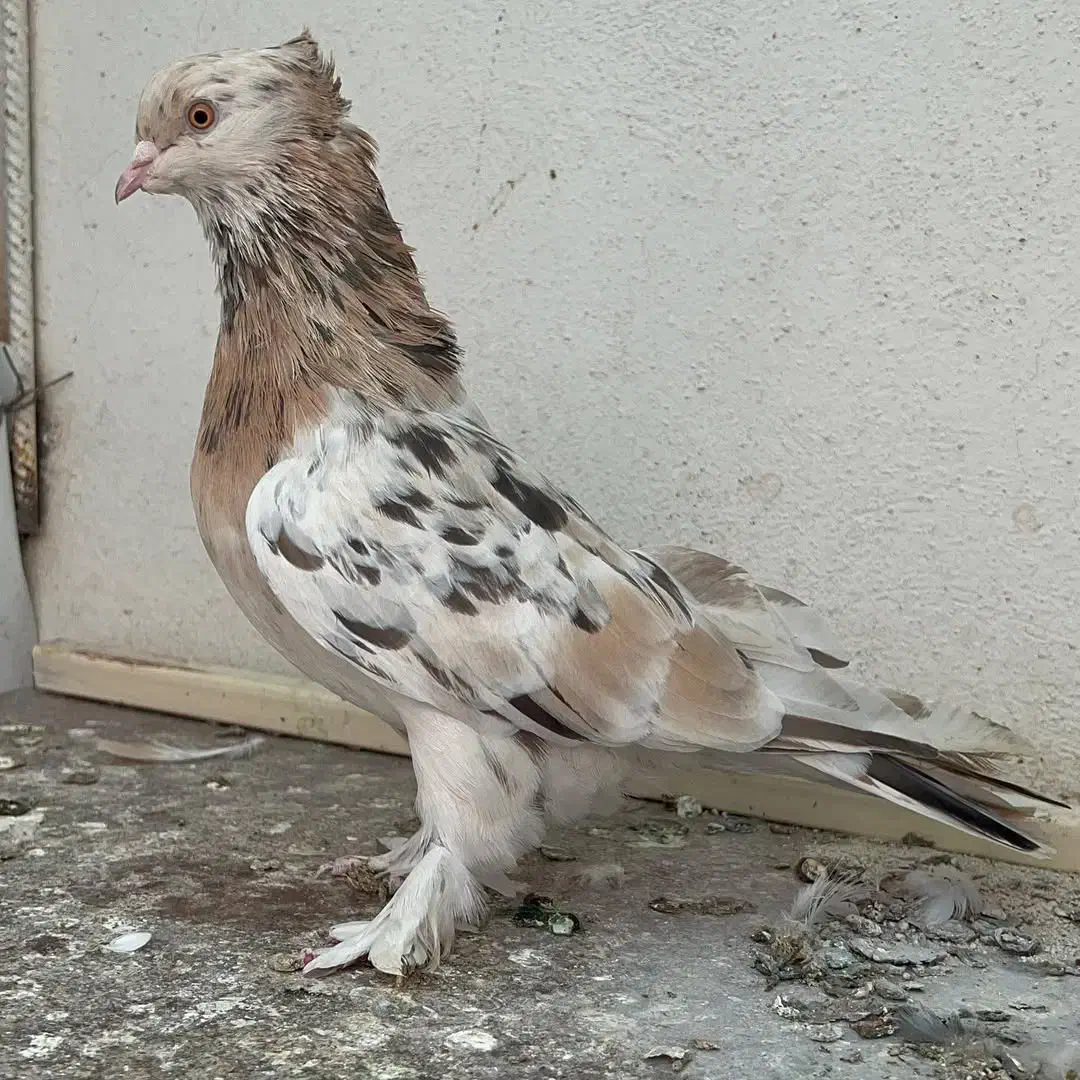 کبوتر هما|پرنده|کبودرآهنگ, |دیوار