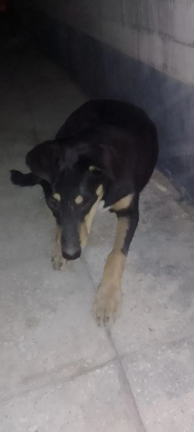 گمشده حتما بخون|حیوانات|اهواز, گلستان|دیوار