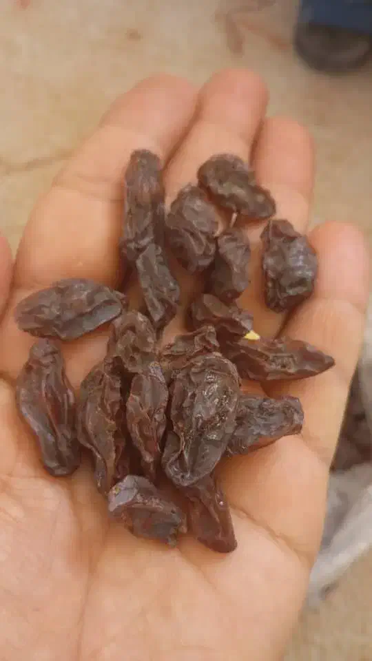 کشمش و مویز افتابی بیضا|خوردنی و آشامیدنی|بیضا, |دیوار