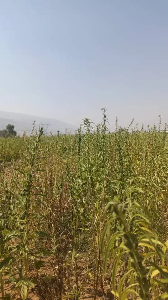 زمین کشاورزی جاده کارخانه سیمان استهبان نشهر|فروش زمین و ملک کلنگی|رونیز, |دیوار
