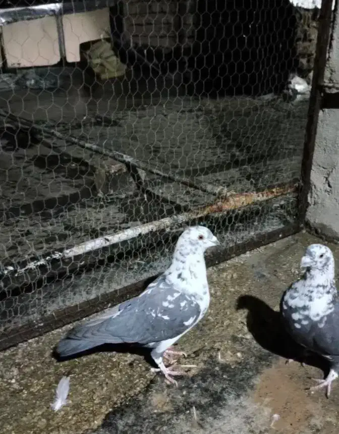 سینه سفیدگورهی‌پلاکی|پرنده|مبارکه, |دیوار