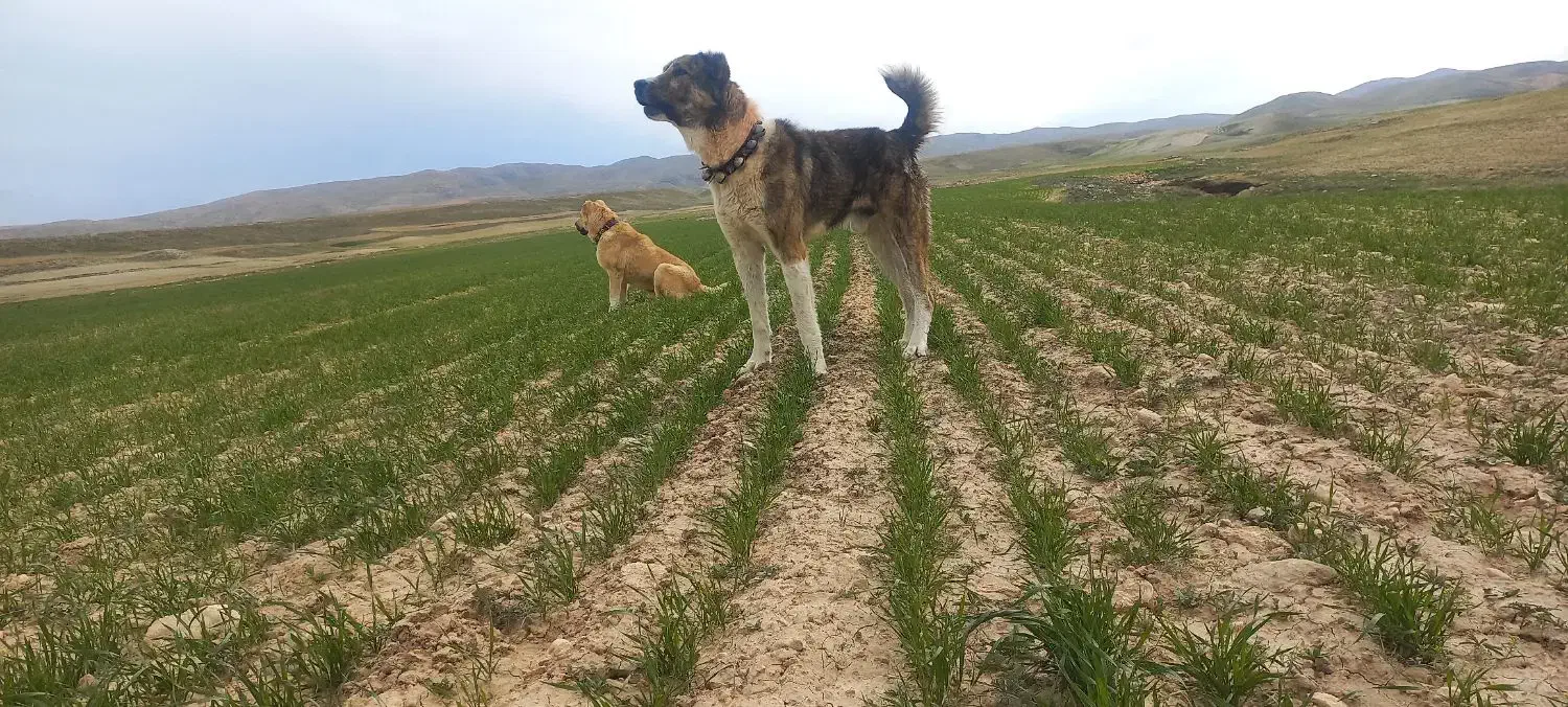 سگ افغان|سگ|پیشخور, |دیوار