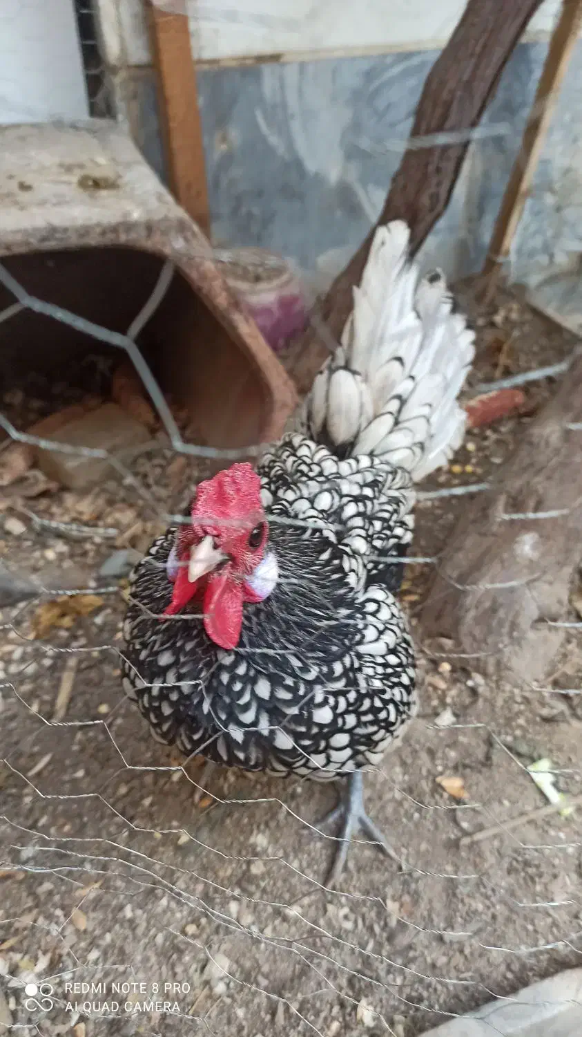 خروس  مینیاتوری|پرنده|اسلام‌شهر, شهرک سالور|دیوار