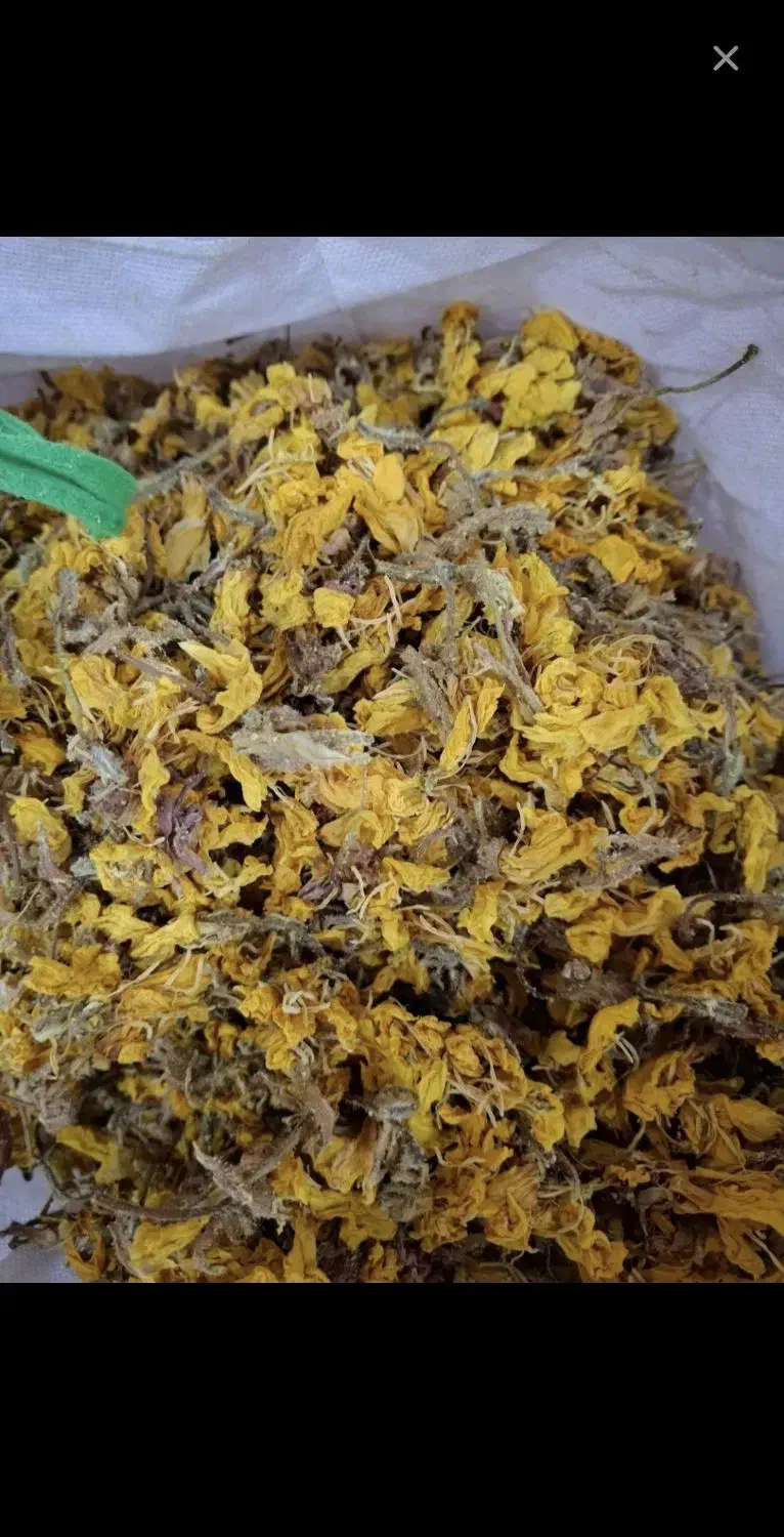 گل مغربی خشک|گل و گیاه طبیعی|تهران, تهرانسر شرقی|دیوار