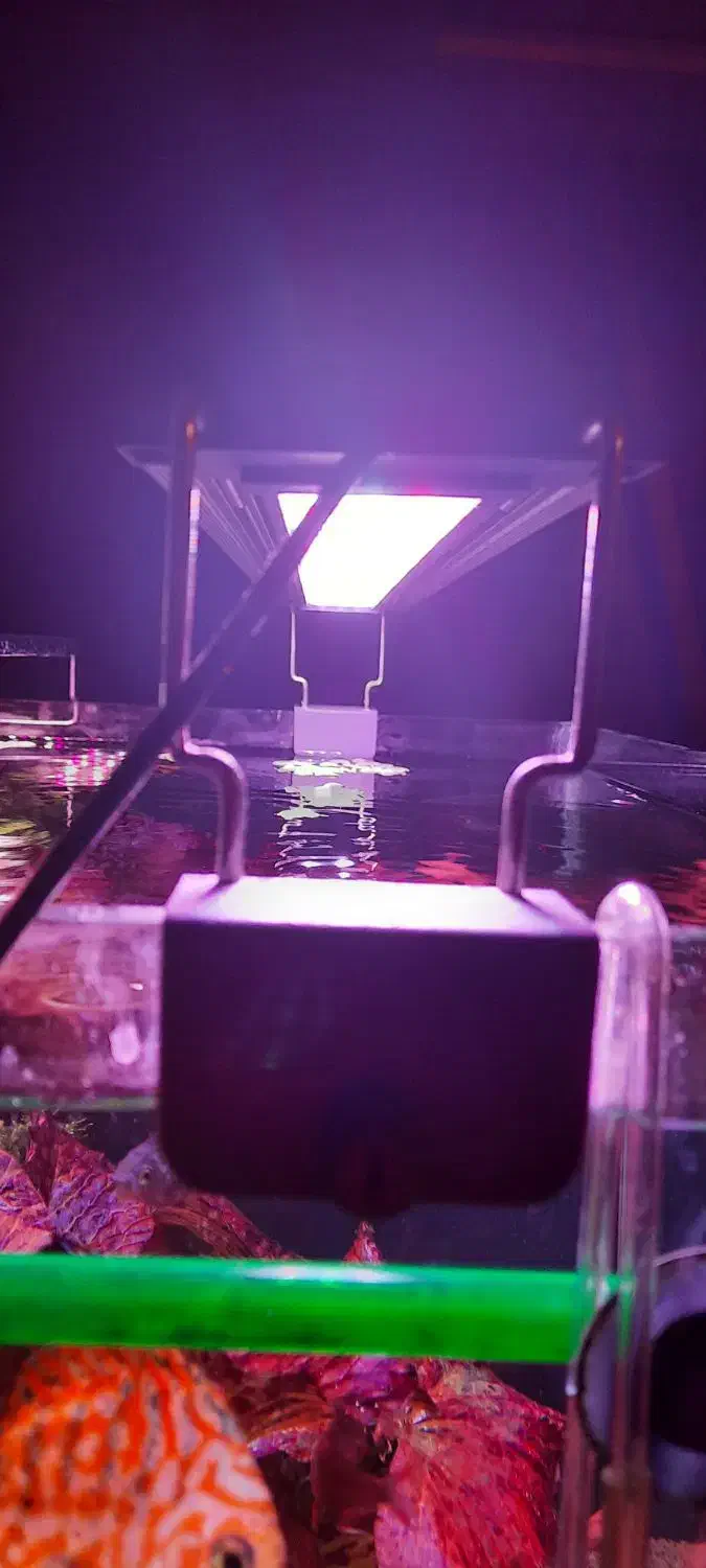 نور پلنت sebo|ماهی|اصفهان, برازنده|دیوار