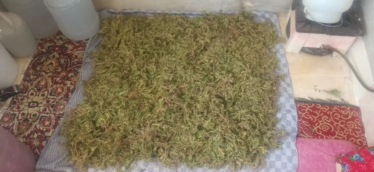 گیاه درمانی|آرایشی، بهداشتی، درمانی|تبریز, |دیوار