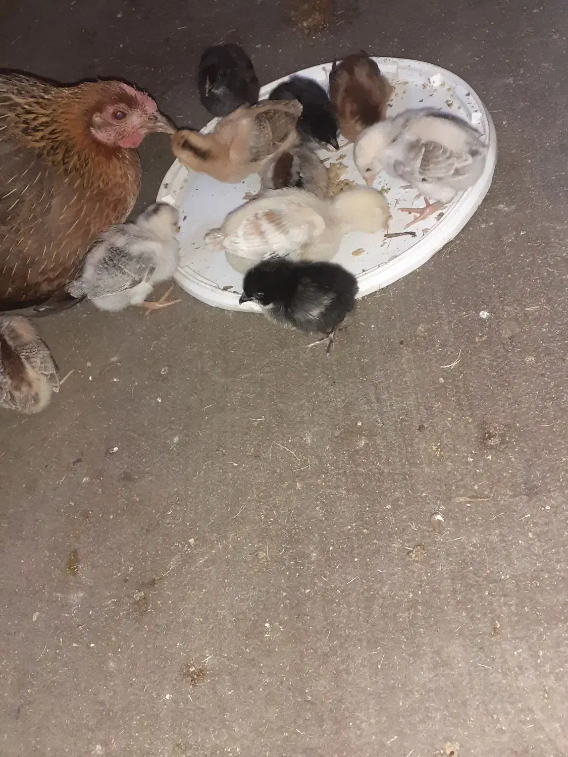 جوجه عربی وگلین|حیوانات مزرعه|سوسنگرد, |دیوار