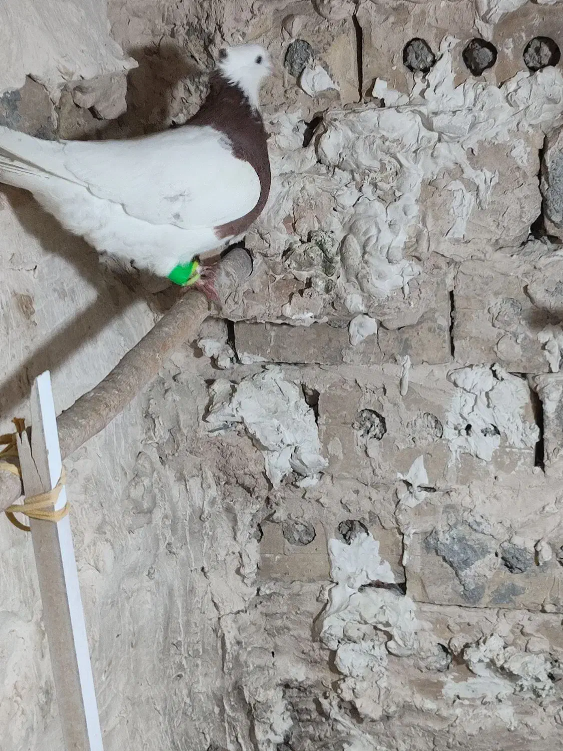 کفتر یا کبوتر|پرنده|تربتحیدریه, ده پائین|دیوار