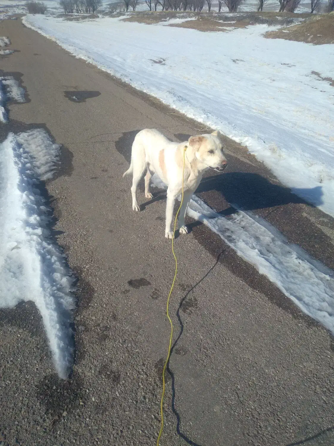 سگ گوسفندی|سگ|کشاورز, |دیوار