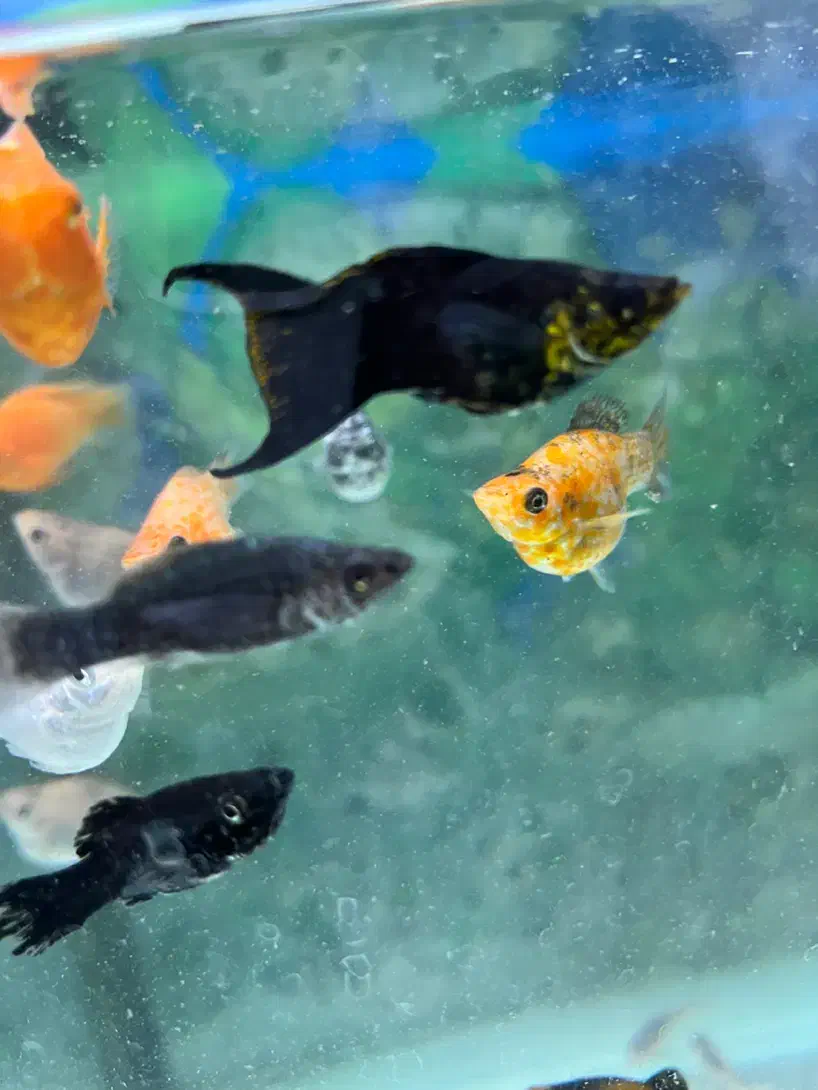 ماهی کالر کپی و مولی|ماهی|سراب, |دیوار