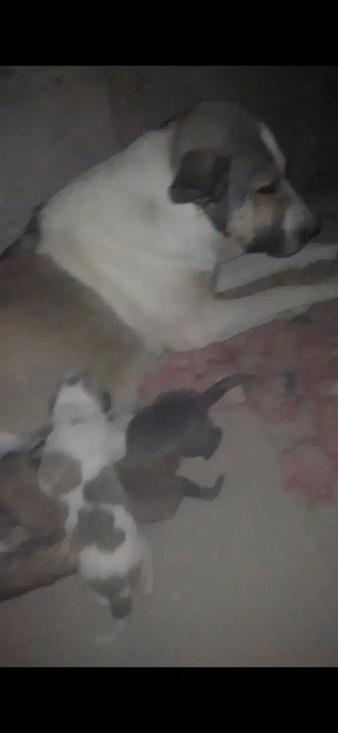 ماده عراقی|سگ|کبودرآهنگ, |دیوار