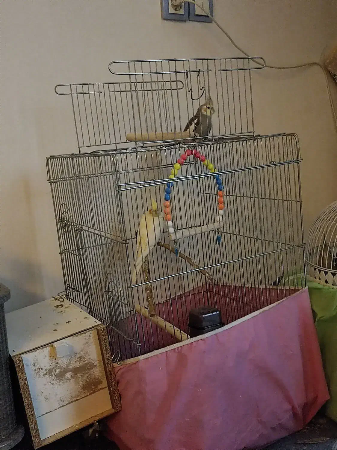 عروس هلندی|پرنده|آبیک, |دیوار