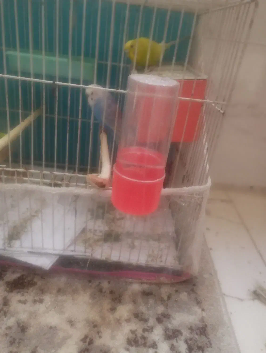 مرغ عشق|پرنده|مشهد, انقلاب|دیوار