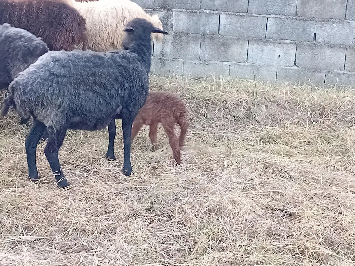 فروش گوسفند|حیوانات مزرعه|خرمآباد (تنکابن), |دیوار