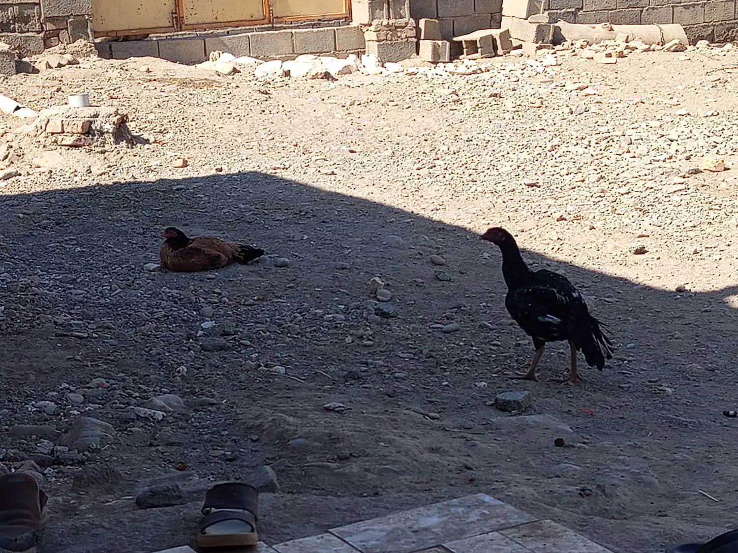 مرغ بلوچی ۶عدد خروس 1عددماکیان ۱عددگوچ|حیوانات مزرعه|ایرانشهر, |دیوار