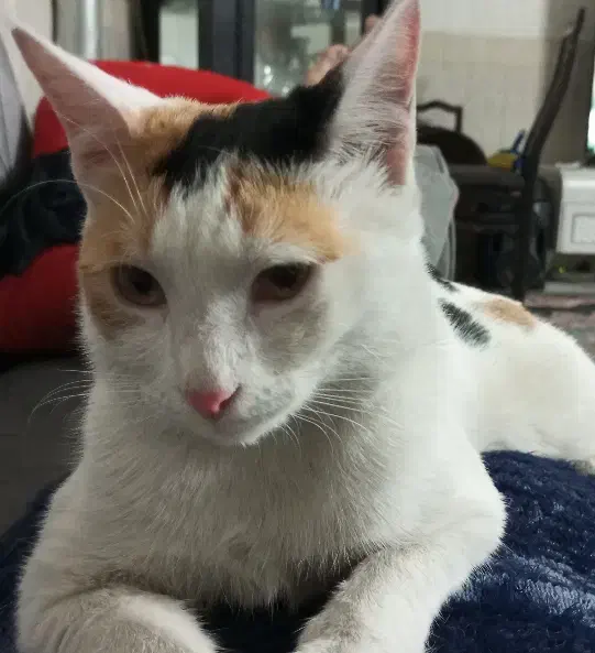 واگذاری گربه کالیکو|گربه|ورامین, خیر آباد|دیوار