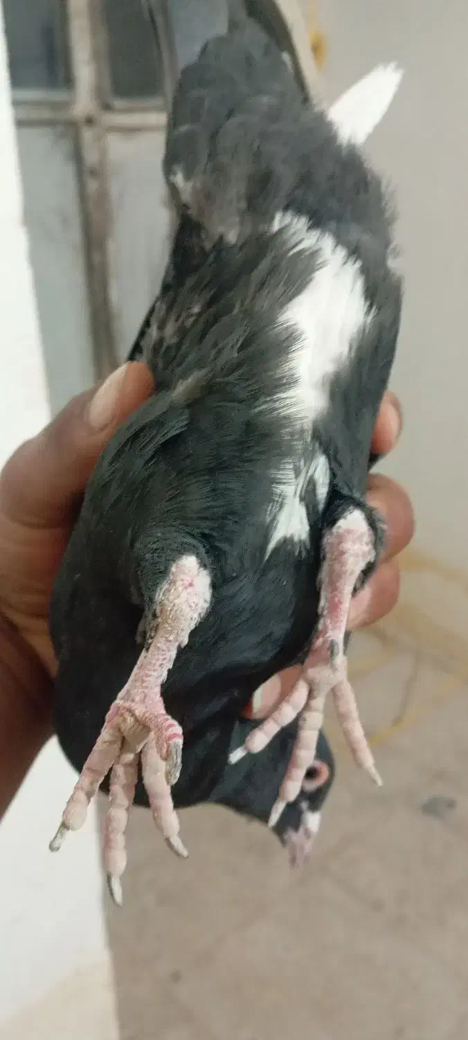 سیاه پلنگ|پرنده|گلزار, |دیوار